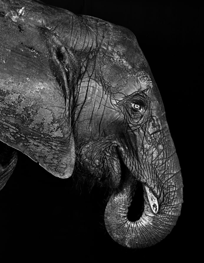 DEEDS WORLD - Walter Schels - Elefant_1993