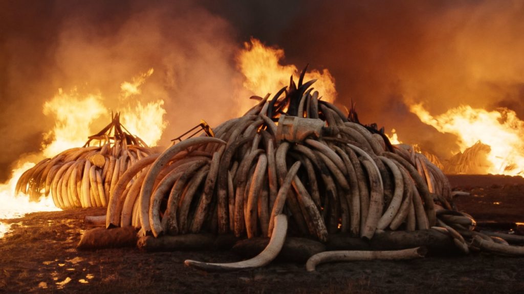 ART at Berlin - Edward Burtynsky_Ivory Burn Credit_ Photo courtesy of Anthropocene Films Inc 2018